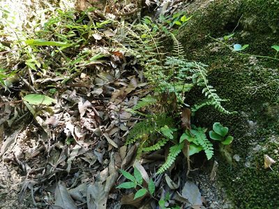 Asplenium incisum, photographed by harum.koh