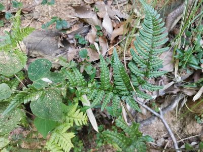 Dryopteris bissetiana, photographed by harum.koh