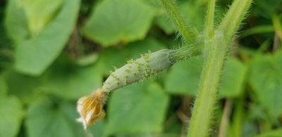 Cucumis sativus, photographed by Jason E. Farabaugh