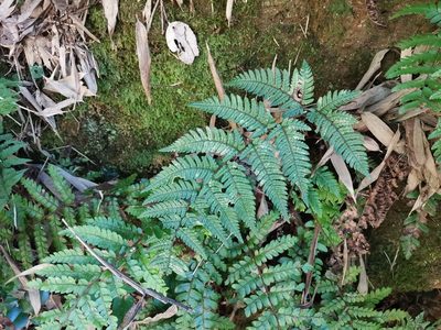 Dryopteris bissetiana, photographed by harum.koh