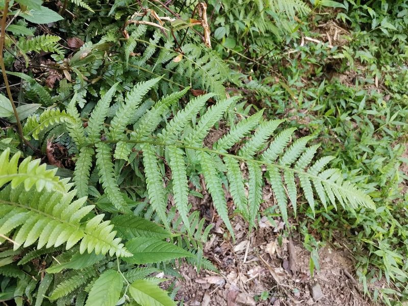 Deparia japonica, photographed by harum.koh