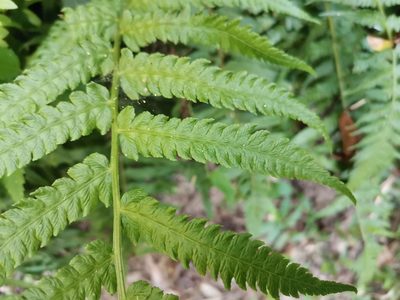 Deparia japonica, photographed by harum.koh