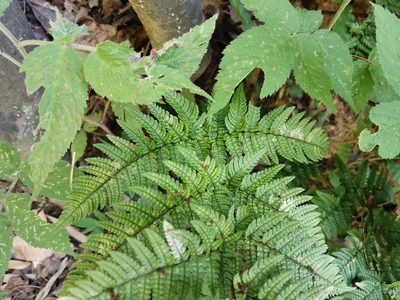 Dryopteris bissetiana, photographed by harum.koh