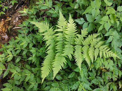 Macrothelypteris viridifrons, photographed by harum.koh