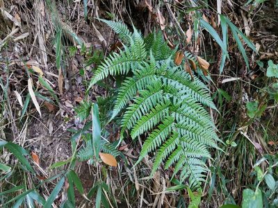 Dryopteris sacrosancta, photographed by harum.koh