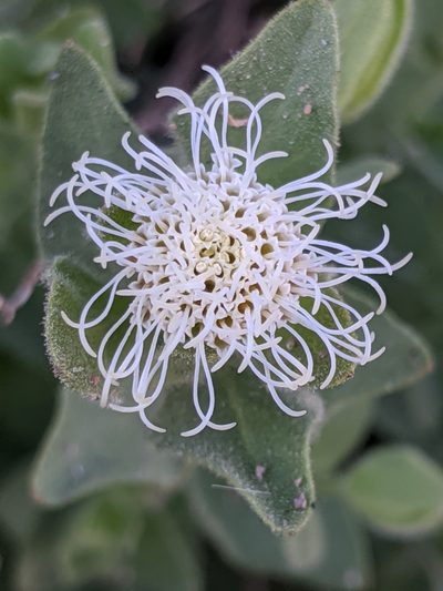 Brickellia greenei, photographed by Alex Heyman