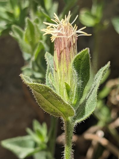 Brickellia greenei, photographed by Alex Heyman
