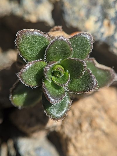 Draba carnosula, photographed by Alex Heyman