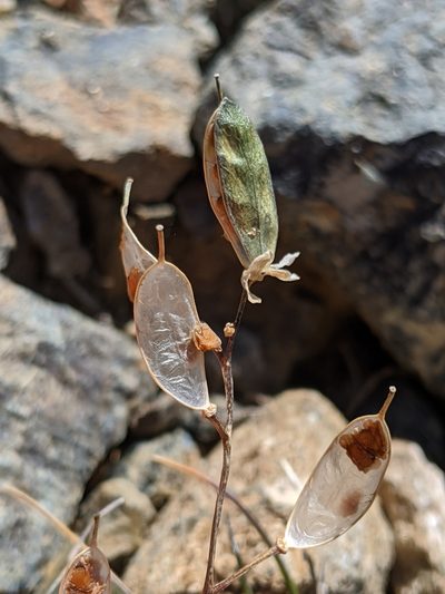 Draba carnosula, photographed by Alex Heyman