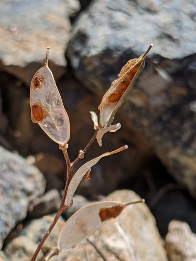 Draba carnosula, photographed by Alex Heyman