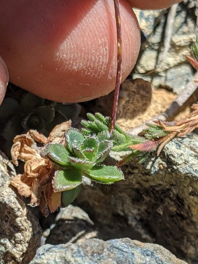 Draba carnosula, photographed by Alex Heyman