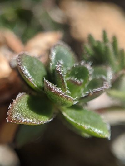 Draba carnosula, photographed by Alex Heyman
