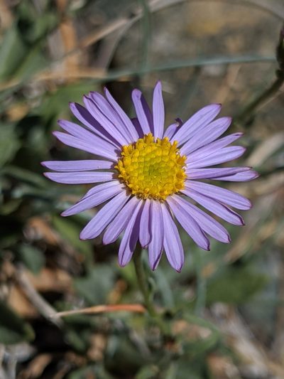 Erigeron tener, photographed by Alex Heyman