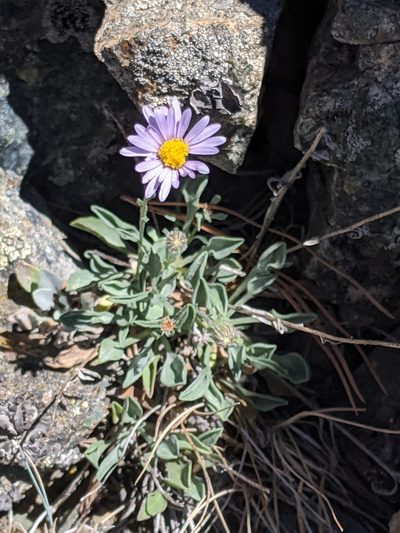 Erigeron tener, photographed by Alex Heyman