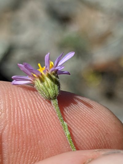 Erigeron tener, photographed by Alex Heyman