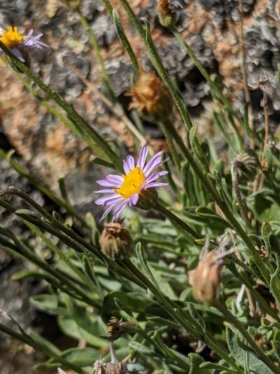 Erigeron tener, photographed by Alex Heyman