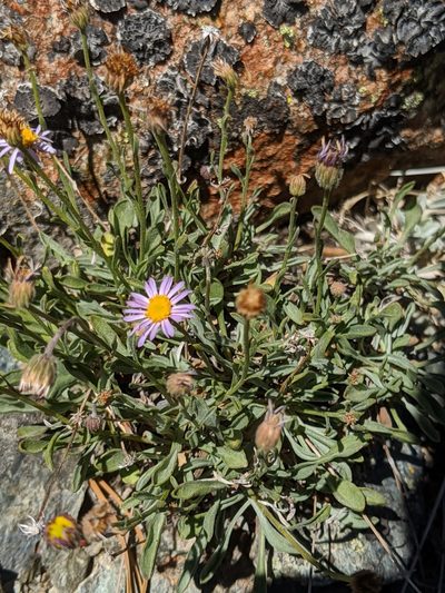 Erigeron tener, photographed by Alex Heyman