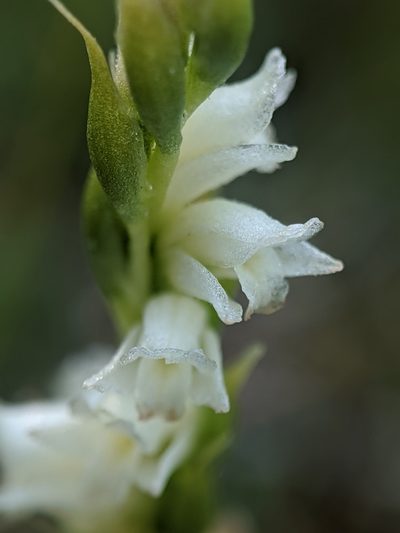Spiranthes perexilis, photographed by Alex Heyman