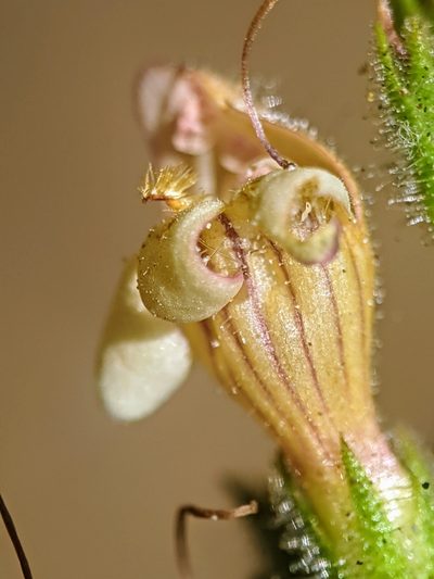 Keckiella lemmonii, photographed by Alex Heyman