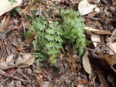 Pedicularis dudleyi, photographed by joergmlpts