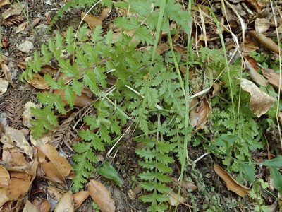 Pedicularis dudleyi, photographed by joergmlpts