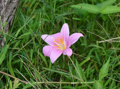 Zephyranthes carinata, photographed by Michael Meiring