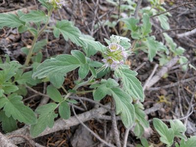 Phacelia hydrophylloides, photographed by Ken-ichi Ueda