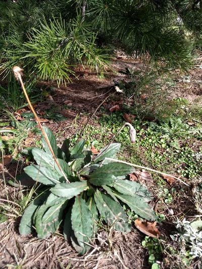 Chaptalia sinuata, photographed by Mauro Fossati