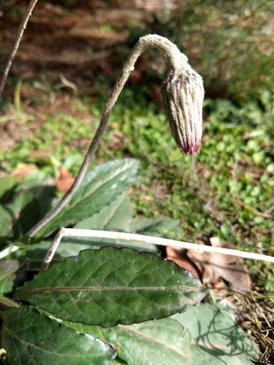 Chaptalia sinuata, photographed by Mauro Fossati
