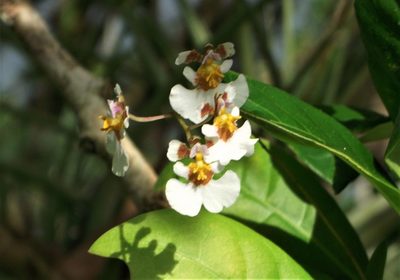 Tolumnia variegata, photographed by Jason Hernandez