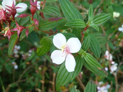 Monochaetum floribundum, photographed by Eduardo Chacón Madrigal