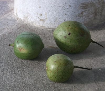 Amphitecna latifolia, photographed by Jason Hernandez