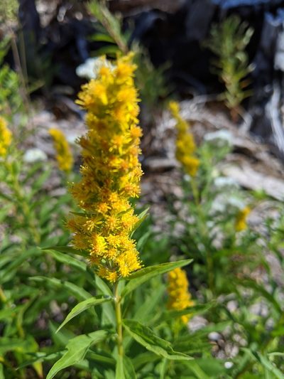 Solidago elongata, photographed by David Anderson