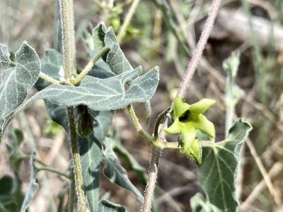 Chthamalia producta, photographed by Jason K.