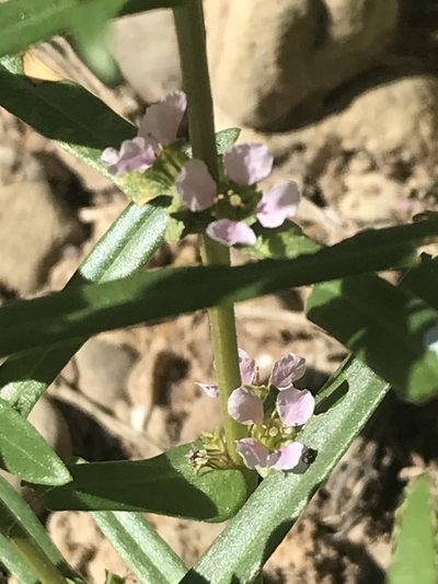 Ammannia robusta, photographed by Luke Padon