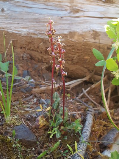 Pyrola crypta, photographed by Alex Abair