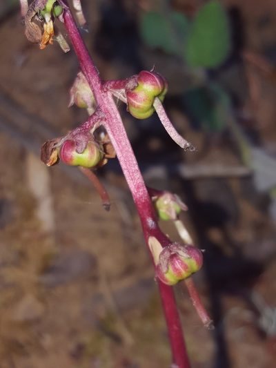 Pyrola crypta, photographed by Alex Abair