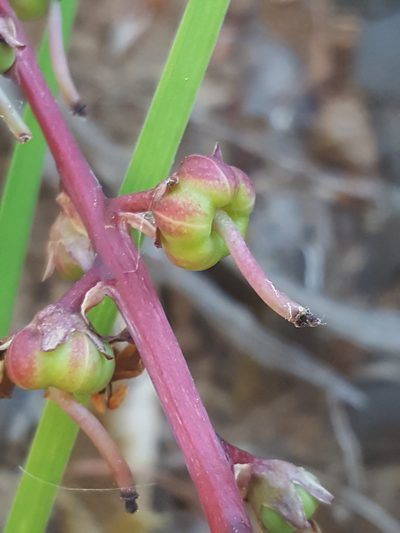Pyrola crypta, photographed by Alex Abair