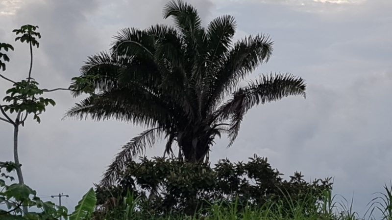 Attalea butyracea, photographed by Martín Sánchez Vilchis