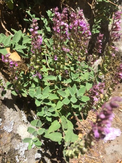 Teucrium salviastrum, photographed by Andre Hosper