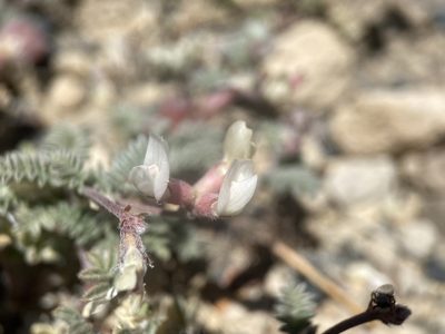 Astragalus monoensis, photographed by Matt Berger