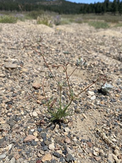 Eriogonum spergulinum, photographed by Matt Berger