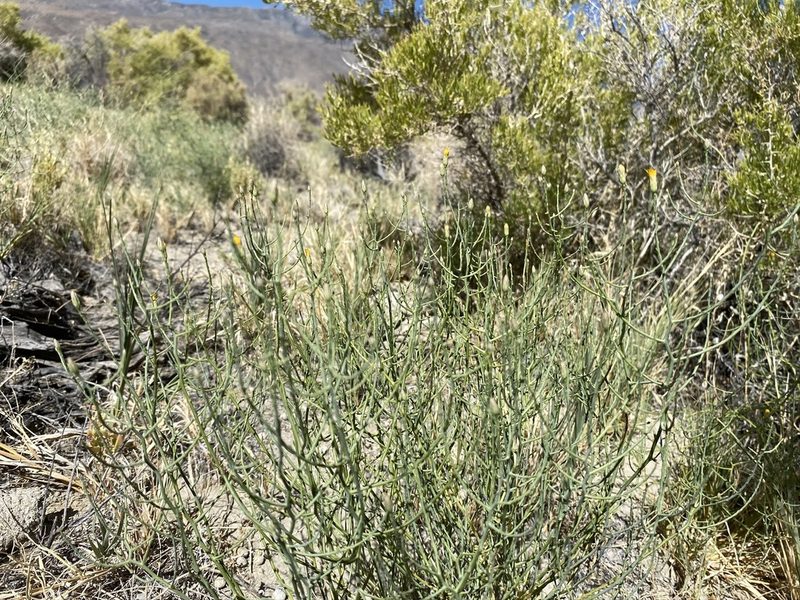 Leucosyris carnosa, photographed by Matt Berger