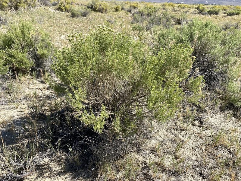 Ericameria albida, photographed by Matt Berger