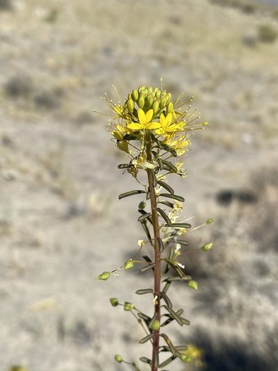 Cleomella plocasperma, photographed by Matt Berger