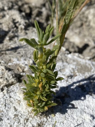 Cleomella brevipes, photographed by Matt Berger