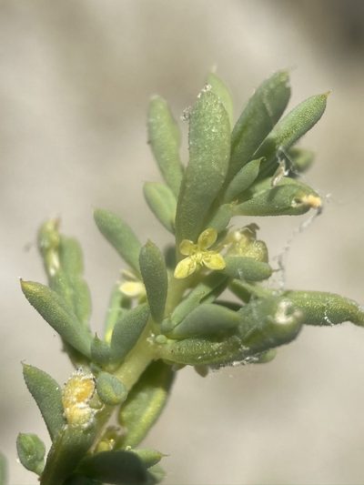 Cleomella brevipes, photographed by Matt Berger