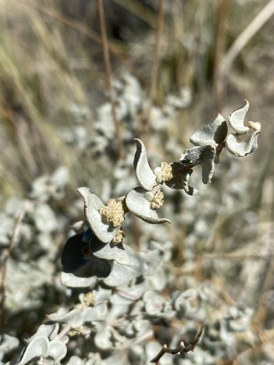 Atriplex parryi, photographed by Matt Berger