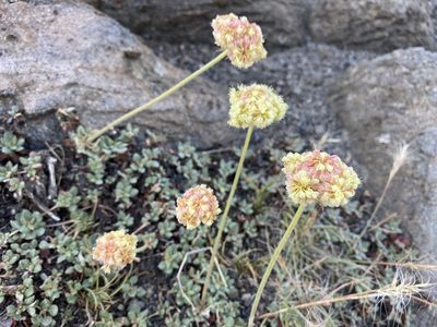 Eriogonum ursinum, photographed by Matt Berger