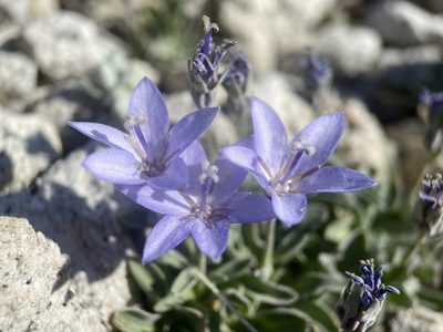 Campanula scabrella, photographed by Matt Berger